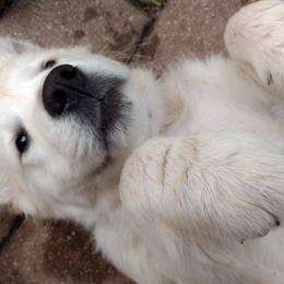 Golden Retrievers from Chantilly Rose Goldens