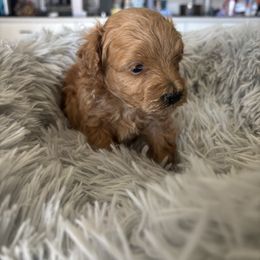 Maltipoo puppies from Pretty Poo