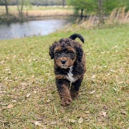 Marshall - Chocolate male Goldendoodle puppy in Pittsburg, Texas from Grace Springs Goldendoodles
