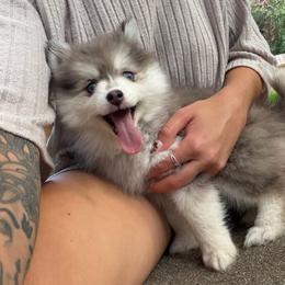 Shadow - Merle male Pomsky puppy in Saint Joseph, Missouri from Pomsky Pack & Co