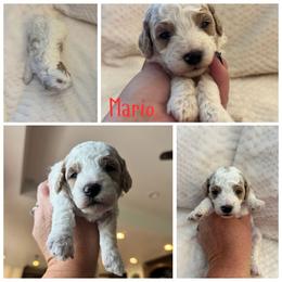 Mario - Parti male Goldendoodle puppy in Newdale, Idaho from Canyon Creek Puppies