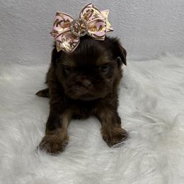 Queen Alexandria - Chocolate and tan female Shih Tzu puppy in Columbia, Kentucky from Lisa Bandy Luxe Shih Tzu