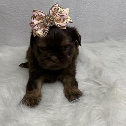 Queen Alexandria - Chocolate and tan female Shih Tzu puppy in Columbia, Kentucky from Lisa Bandy Luxe Shih Tzu