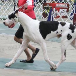 Great Danes and Old English Sheepdogs from Shari Skory's Great Danes & Old English Sheepdogs