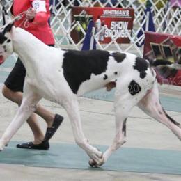 Great Danes and Old English Sheepdogs from Shari Skory's Great Danes & Old English Sheepdogs