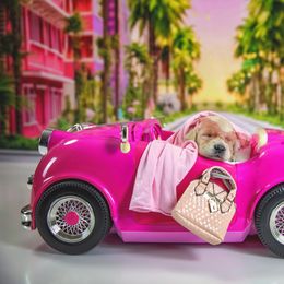 Malibu Barbie - Light golden Golden Retriever puppy in Sierra Vista, Arizona from Golden Borealis