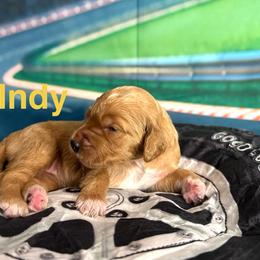 Indy - Apricot female Goldendoodle puppy in Chelan, Washington from North Cascades Doodles
