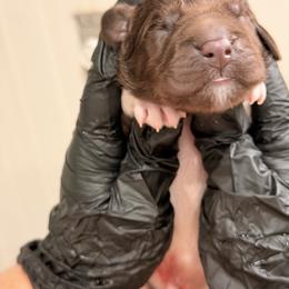 Four - White and brown male Newfoundland puppy in Tully, New York from Bear Paw Newfoundlands