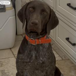Rain - German Shorthaired Pointer
