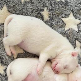 Frosty - White male Chihuahua puppy in Austin, Indiana from Dog Bones N Harmony