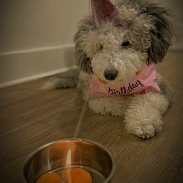 Taxie - Tri-color female Bernedoodle puppy in Atlanta, Georgia from RockaDoodles