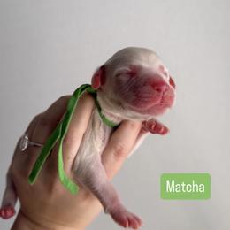 Matcha - LUA long coat - White and black male Dalmatian puppy in Davenport, Florida from Sunny Jewels Dalmatians