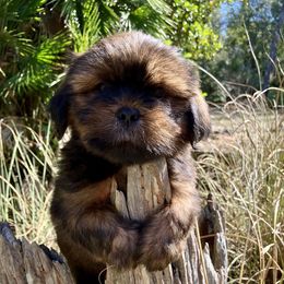 BIRTH SEPT 20 MB2 FLORIDA AKC MULTI CHAMPION ANCESTRY - Red male Lhasa Apso puppy in Bell, Florida from Maryann & Kandis