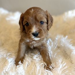 Autumn - Red female Cavapoo puppy in Malad City, Idaho from FreckledCowgirlPuppies