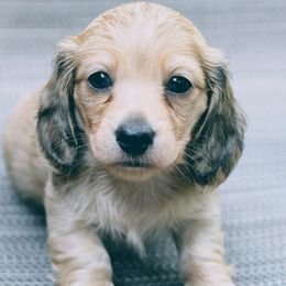 DD's Hillman Ferry Adventure - Cream male Dachshund puppy in Lowell, Indiana from DesForges Dachshunds.