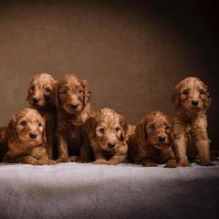 Irish Doodle puppies from Huckleberry Doodles