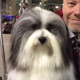 Havanese adult dog
