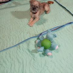 Brussels Griffon Puppies from Turkey Ridge Brussels Griffons