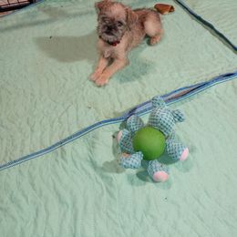Brussels Griffon Puppies from Turkey Ridge Brussels Griffons