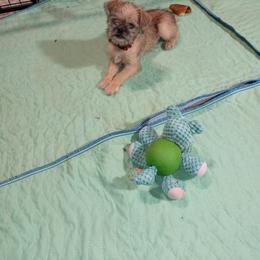 Brussels Griffon Puppies from Turkey Ridge Brussels Griffons