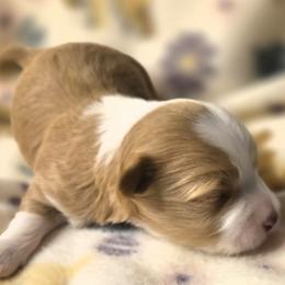 Nova - Cream male Havanese puppy in Trinity, Alabama from Tooties Cuties Havanese