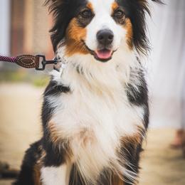 Galway - Australian Shepherd