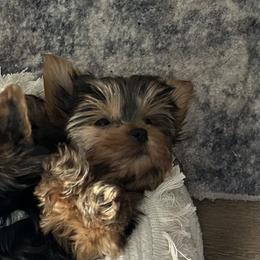 Lexi - Black and tan female Yorkshire Terrier puppy in Kingston, Oklahoma from Lake Life
