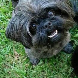 Maddy - Shih Tzu