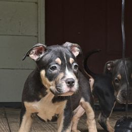 Caramel - Black tri-color female American Bully puppy in Tallahassee, Florida from Alpha Street Bully Kennels