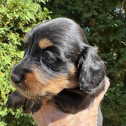 Marietta - Black and tan female Dachshund puppy in Rhode Island from FOSTERS FRENCHIES and DACHSHUNDS