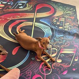 Lala - Miniature Pinscher