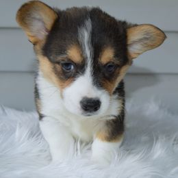Clementine - Female - Black and tan female American Corgi puppy in Pendleton, Indiana from Wildlings & Wild Things Homestead