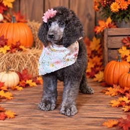 Cher - Silver female Poodle puppy in Lookout, California from Rossiter Poodles