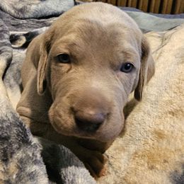 Girl 2 - Gray female Weimaraner puppy in Glendive, Montana from Lazy Hearts Kennel