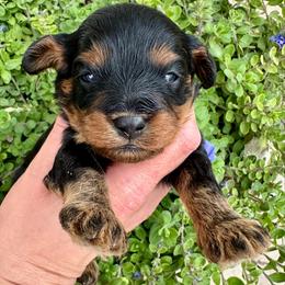 Belle - Black and tan female Cavapoo puppy in Queen Creek, Arizona from Dulcito Doodles