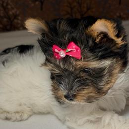 Pebbles -AKC  small 3650 - Black tan and white female Biewer Terrier puppy in Douglas, Georgia from Heartland small breeds
