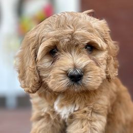 Cockapoo Puppies from Von Shafer Kennel
