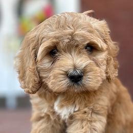 Cockapoo Puppies from Von Shafer Kennel