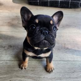 Little Lo - Black and tan French Bulldog puppy in Euless, Texas from Moki&Mello