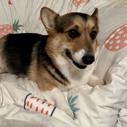 Fae - Pembroke Welsh Corgi