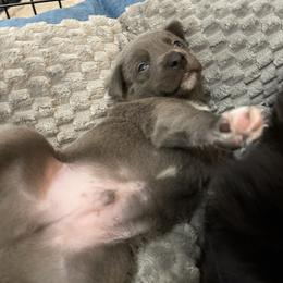 Iron man - Blue male Companion Cross puppy in Harlingen, Texas from Sincity Dogs Hobby Kennel