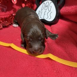 Chocolate male white spot on chest - Chocolate male Dachshund puppy in Pleasant Plains, Arkansas from JGBs Dachshunds