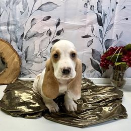 Sicily - Red and white female Basset Hound puppy in Winston Salem, North Carolina from LaythStone