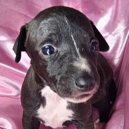 Starlight Express - Black female Italian Greyhound puppy in Cadwell, Georgia from All The DoDa Day Italian Greyhounds