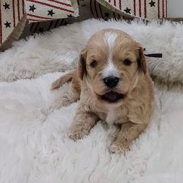Navy Pluto - Sable male Cavapoo puppy in Casa Grande, Arizona from Curls and Camo Pups