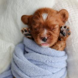 Cavalier King Charles Spaniel Puppies from Sweet Southern Cavaliers