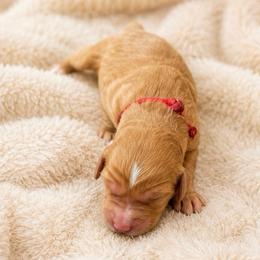 Clementine - Red  female Goldendoodle puppy in Rocky Point, North Carolina from CelticDoods