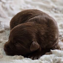 PS.RTF1 - Red tri female Miniature Australian Shepherd puppy in Deer Lodge, Tennessee from KSH Aussie Haven
