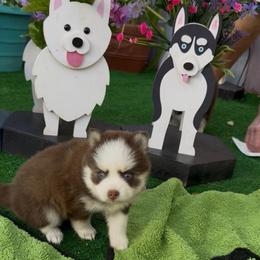 Faith - Chocolate female Pomsky puppy in Spring Hill, Florida from PDQ Pomskies