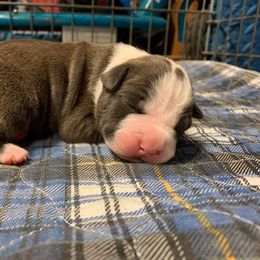 American Staffordshire Terrier Puppies from America's Best